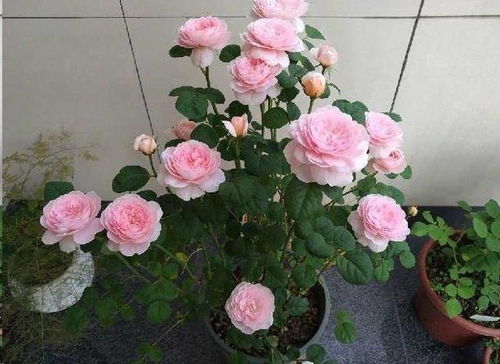 修剪枝条，促进开花