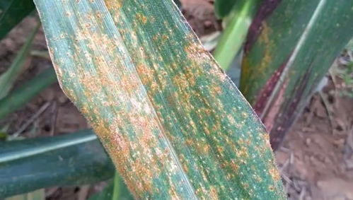 喷洒药物，杀菌神器