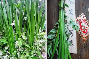 北方夏季菖蒲如何养护才能使其茂盛生长