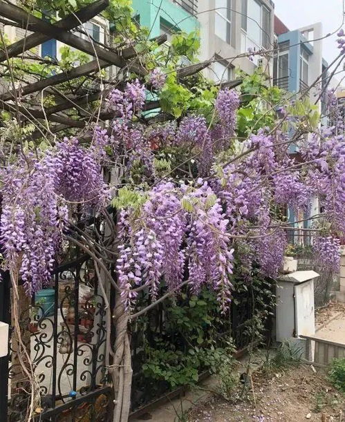 紫藤花：大自然的浪漫编织者