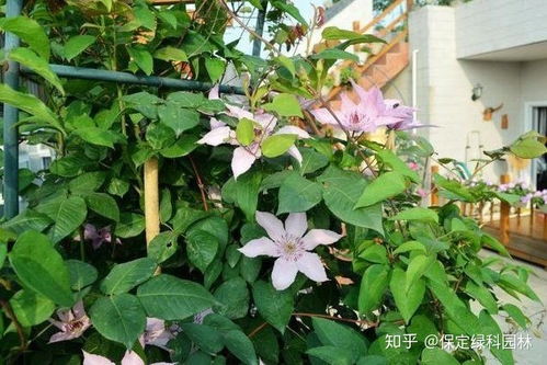 铁线莲：楼顶花园的美丽点缀