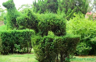 未来几年， 这些树种由于其自身固有属性，在市场上的需求将会越来越大