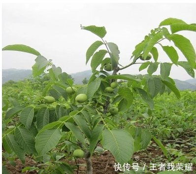 侧柏，耐旱耐贫瘠，种树达人！