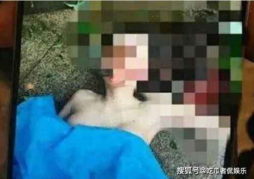 清香木黄叶之谜，为何会突然变黄