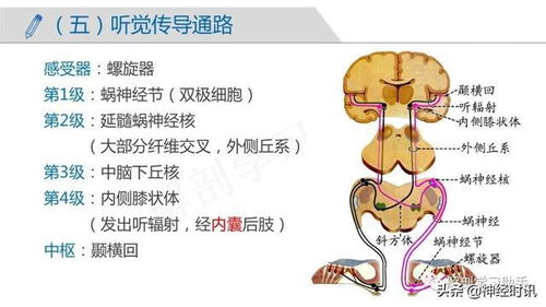 作用于神经系统的杀虫剂：副作用与长期影响