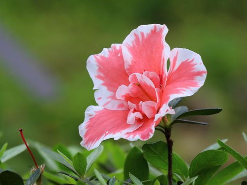 沙土中的花卉种植指南：花儿的快乐天地