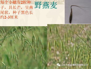 春节过后至小麦拔节前的施药要点