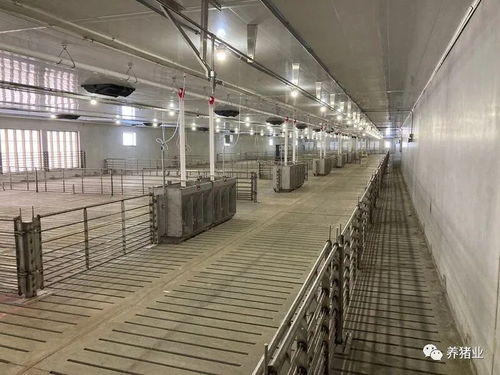 秋冬猪场保暖：通风换气、增温设备、覆盖保温