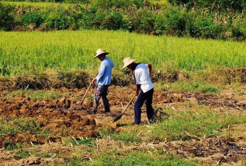 选地整地：土质决定收成好坏