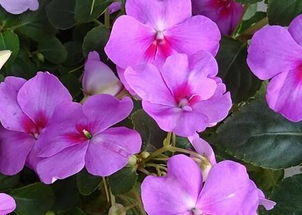 紫藤花的美妙传说