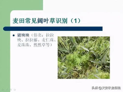 经营许可证：合法经营是关键