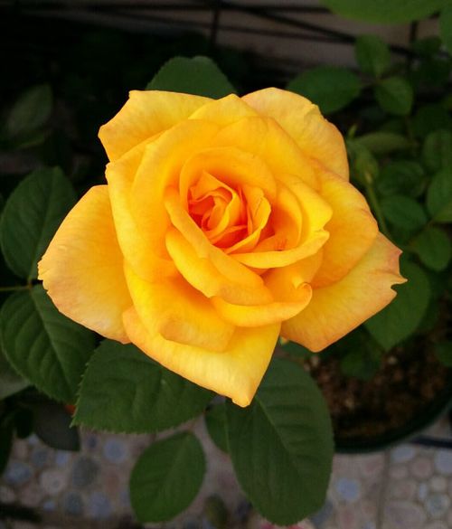 种植金奖章月季， 这些技巧不嫩少