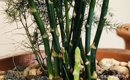文竹前半截嵌入盆中，后半截悬空问