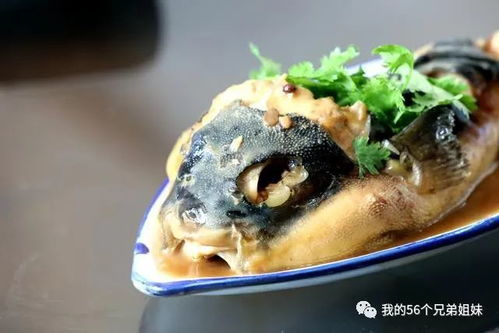 河豚养殖需严格控制水质、温度和饲料