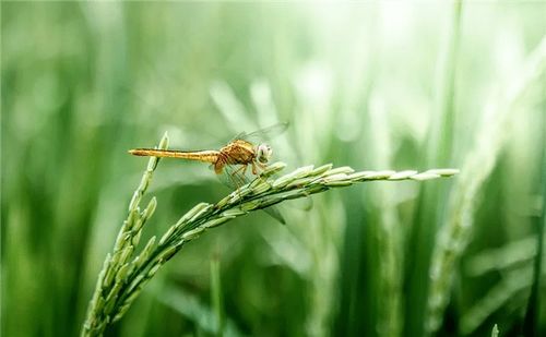 对环境有影响吗？