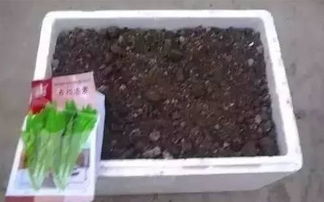 “招财树宜保持土壤微湿，每隔3