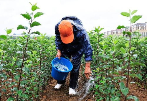 先说说赶紧给幸福树洗个澡！