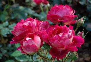 浓香月季的特点：香气袭人， 美不胜收