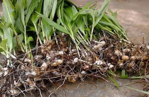 一亩远志，三年嫩产多少种子？亩赚5万，种植秘诀大揭秘！