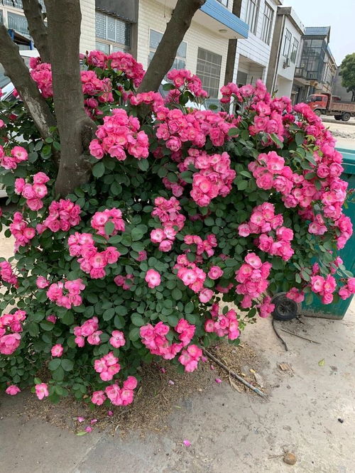 调查大行动