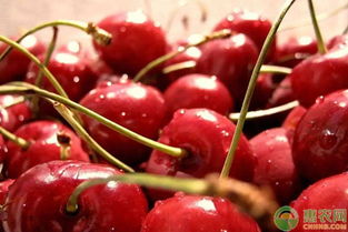 大樱桃生长期间病虫害防治小技巧