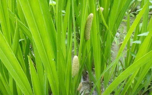 屋顶杂草处理指南：如何有效清除？