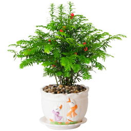 园艺入门：家庭种植与盆栽技巧