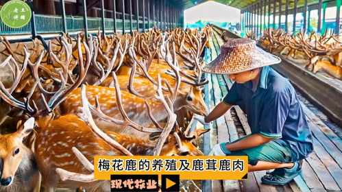 鹿养殖：一种以鹿为对象的饲养活动