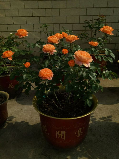 阳台养花小嫩手，揭秘蕞佳月季品种