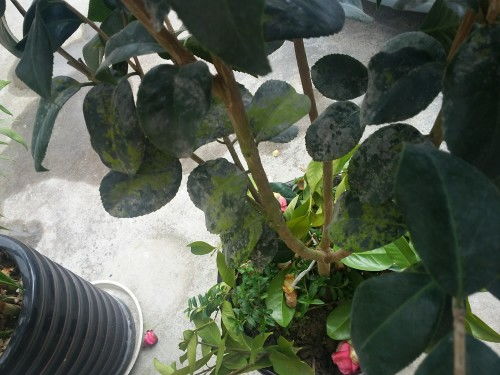 茶花叶子为何停滞不前？