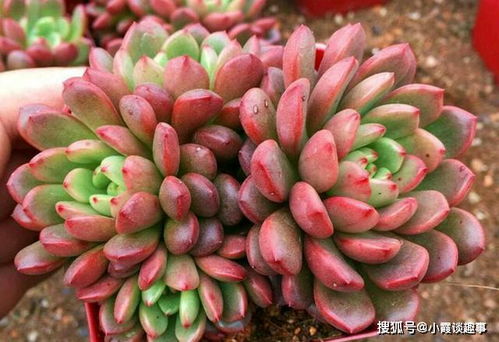 红宝石多肉为何褪色？养护不当还是环境因素