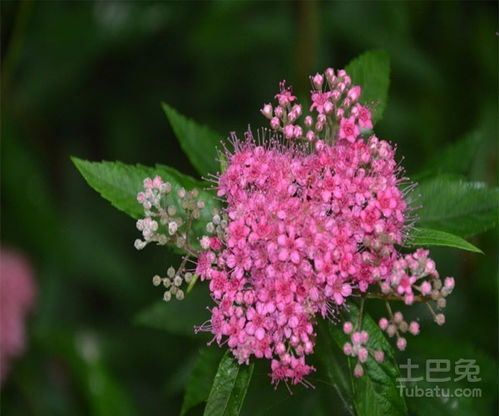 绣线菊的最佳修剪时间是什么时候？有没有什么特别需要注意的养殖方法和修剪技巧