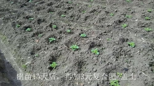 “土豆种植全过程最佳方法步骤是怎样的