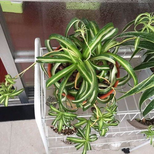 室内无光养花指南：揭秘暗角处植物的生存之道