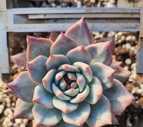 薰衣草幼苗图片+养护技巧，新手种植如何避坑