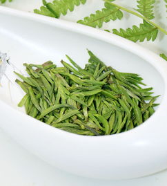 雀舌黄杨盆景养殖