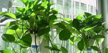 睡莲的优雅与诗意