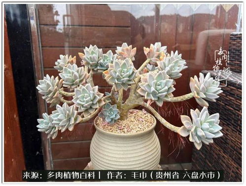 多肉植物种类繁多，形态各异