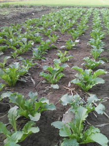 麦地种菜大揭秘：产量高，病虫害少，我种菜的经验分享！