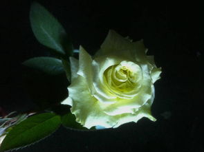 超级绿色月季的花期探秘