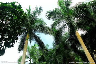 人工诱导雌雄转换技术