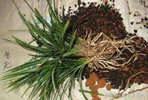 兰花地栽与盆栽：腐叶土与松针土的较量