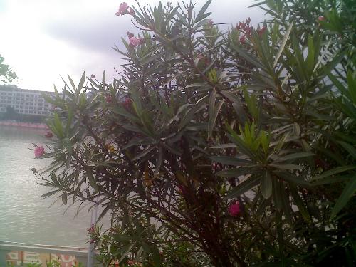 那棵树，那朵花，那五月的故事