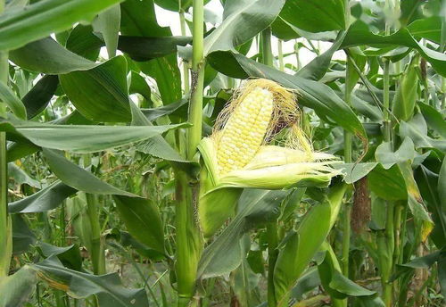 乙草胺除草剂：花卉种植中的神秘面纱