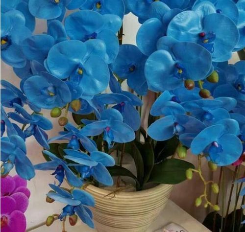 蓝色花，为什么那么难养活？