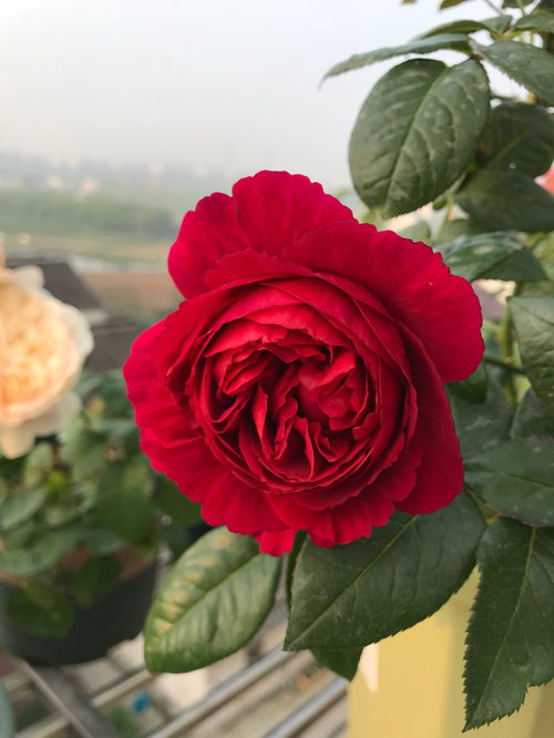 施肥浇水， 全面营养