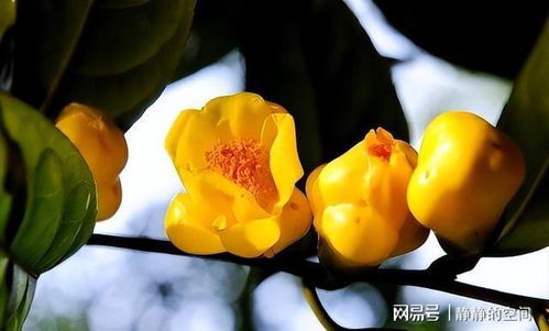 金花茶花期是何时？赏花品茶有哪些特色