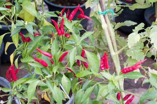 秋季种植的考虑