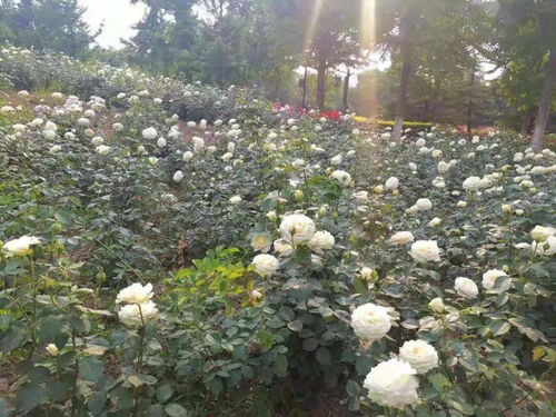 南海子公园， 皇家文化的遗韵