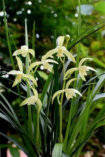 兰花病害防治，杀菌剂大揭秘！